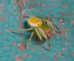 Bijoaraneus mitificus
