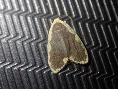 Diduga spinosusa