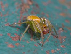 Bijoaraneus mitificus