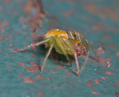 Bijoaraneus mitificus