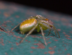 Bijoaraneus mitificus
