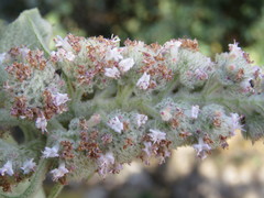 Hyptis oblongifolia
