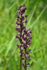 Anacamptis x olida