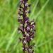 Anacamptis x olida - Photo (c) Luca Boscain, some rights reserved (CC BY-NC), uploaded by Luca Boscain