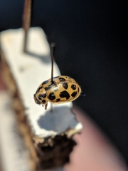 Anisosticta bitriangularis