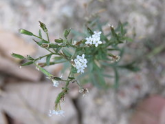 Stevia trifida