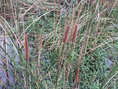 Typha