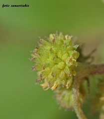 Xanthium strumarium brasilicum