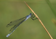 Lestes macrostigma