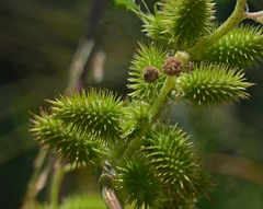 Xanthium strumarium brasilicum