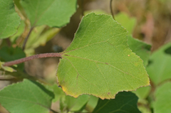 Xanthium strumarium brasilicum
