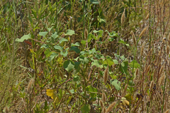 Xanthium strumarium brasilicum