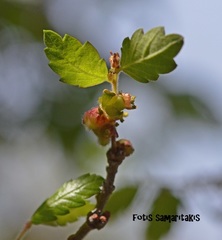 Zelkova abelicea