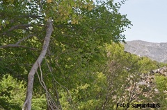 Zelkova abelicea