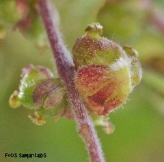 Zelkova abelicea