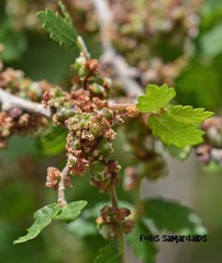Zelkova abelicea