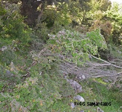 Zelkova abelicea