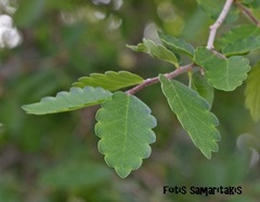 Zelkova abelicea