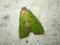Doloessa viridis