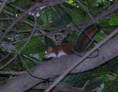 Funisciurus pyrropus