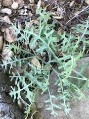 Pholistoma membranaceum