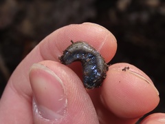 Tandonia budapestensis