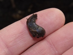 Tandonia budapestensis