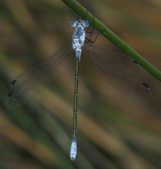 Lestes macrostigma