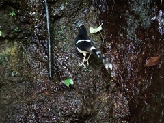 Enicurus leschenaulti