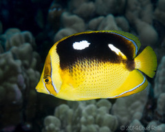 Chaetodon quadrimaculatus