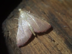 Endotricha nicobaralis