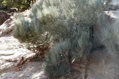 Ephedra major major