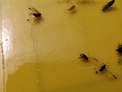 Aphthona lutescens