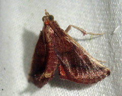 Toccolosida productalis