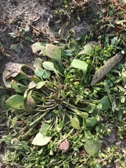 Claytonia perfoliata