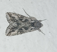 Cornutiplusia circumflexa