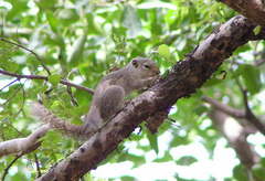 Heliosciurus gambianus