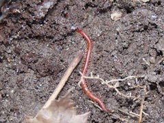 Strigamia bothriopus