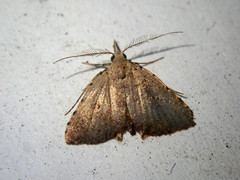 Feathalina osseata