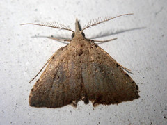 Feathalina osseata