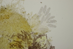 Thelebolus dubius lagopi