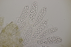 Thelebolus dubius lagopi