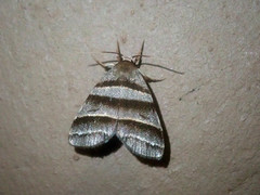 Flammona quadrifasciata