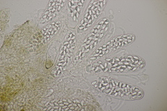 Thelebolus dubius lagopi