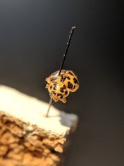 Anisosticta bitriangularis