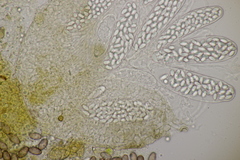 Thelebolus dubius lagopi