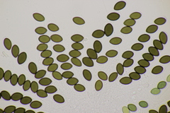 Sordaria fimicola