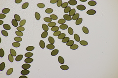 Sordaria fimicola