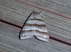 Flammona quadrifasciata