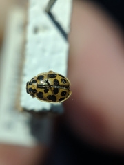 Anisosticta bitriangularis